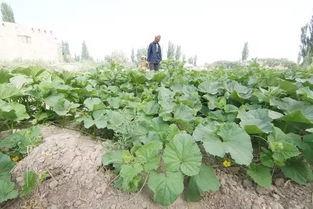 新疆吃瓜群众视频下载,揭秘瓜乡生活点滴